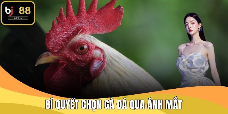 Bí Quyết Chọn Gà Đá Qua Ánh Mắt - BJ38 Nhận Diện Chi Tiết