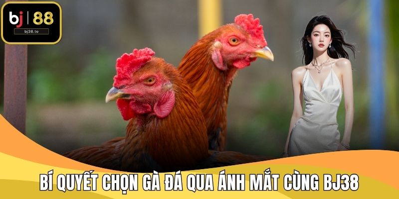 Bí quyết chọn gà đá qua ánh mắt cùng BJ38