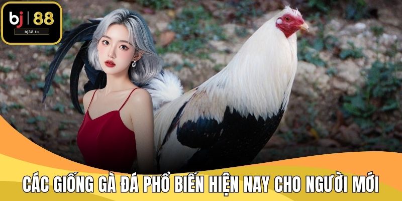Các Giống Gà Đá Phổ Biến Hiện Nay Cho Người Mới
