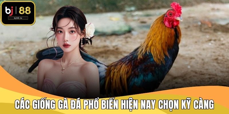 Các giống gà đá phổ biến hiện nay được chọn lựa kỹ càng để thi đấu