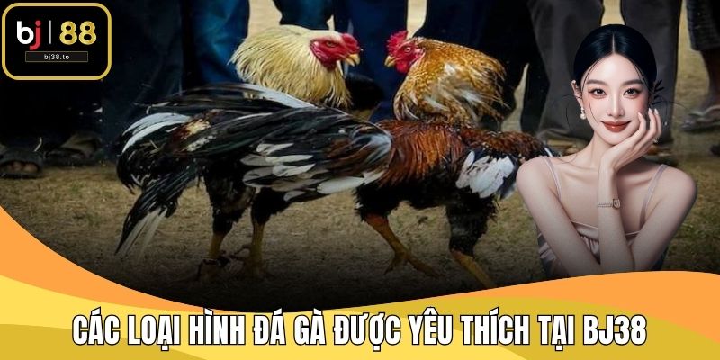 Các Loại Hình Đá Gà Được Yêu Thích Tại BJ38