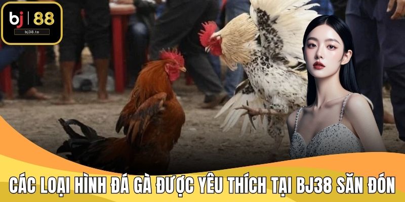 Các loại hình đá gà được yêu thích tại BJ38 được hội viên săn đón