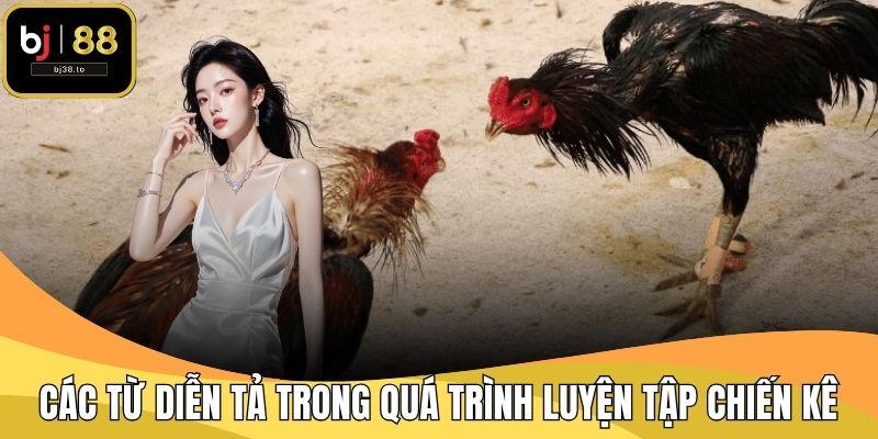 Các từ diễn tả trong quá trình luyện tập chiến kê