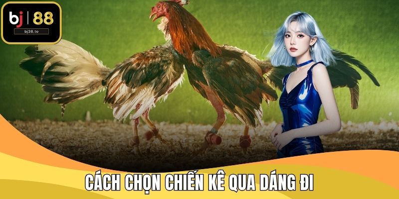 Cách Chọn Chiến Kê Qua Dáng Đi Cùng Nhà Cái BJ38