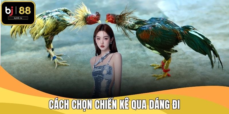 Cách chọn chiến kê qua dáng đi
