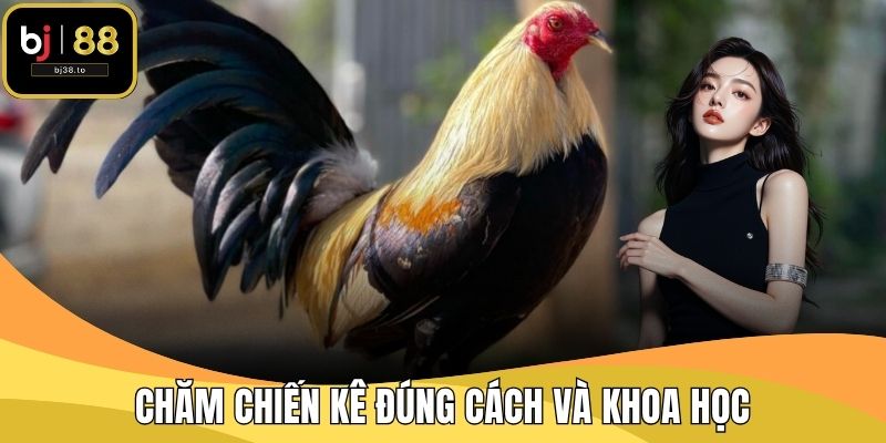 Chăm chiến kê đúng cách và khoa học để phát huy khả năng của chúng
