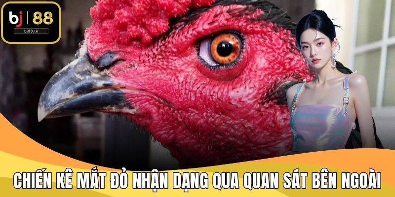 Chiến kê mắt đỏ nhận dạng qua quan sát bên ngoài