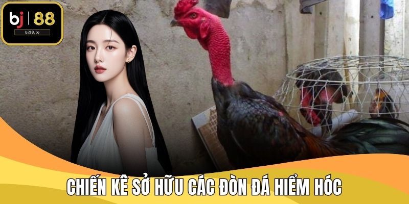 Chiến kê sở hữu các đòn đá hiểm hóc