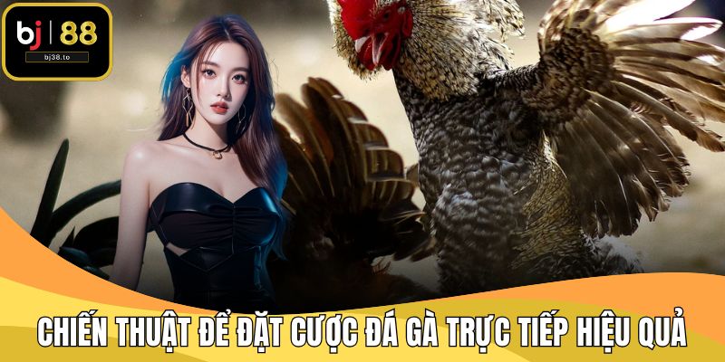 Chiến thuật để đặt cược đá gà trực tiếp hiệu quả