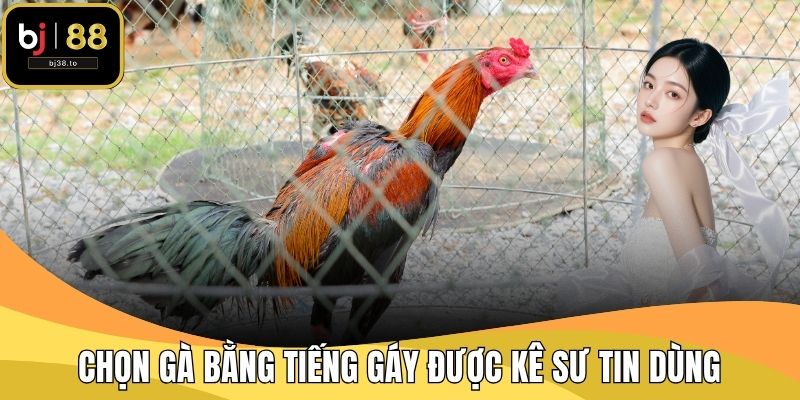 Chọn gà bằng tiếng gáy được kê sư tin dùng