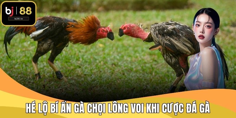 Hé Lộ Bí Ẩn Gà Chọi Lông Voi Khi Cược Đá Gà