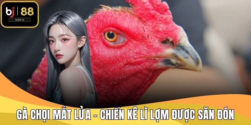 Gà Chọi Mắt Lửa – Chiến Kê Lì Lợm Được Săn Đón