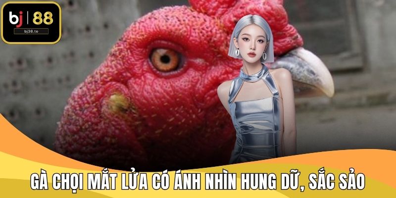 Gà chọi mắt lửa có ánh nhìn hung dữ, sắc sảo