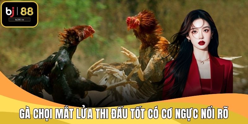 Gà chọi mắt lửa thi đấu tốt có cơ ngực nổi rõ