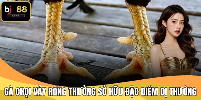 Gà chọi vảy rồng thưởng sở hữu đặc điểm dị thường