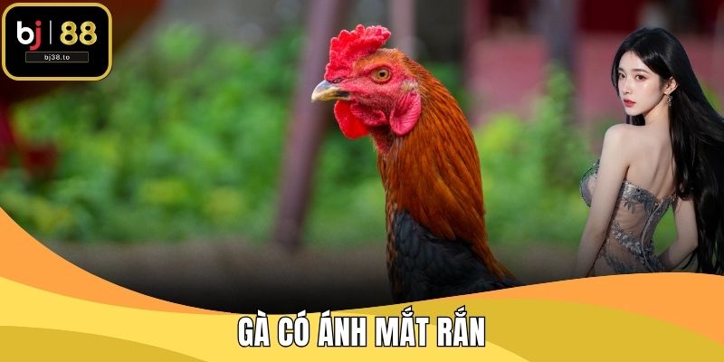Gà có ánh mắt rắn