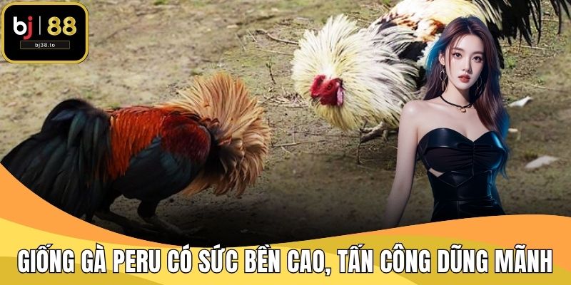 Giống gà Peru có sức bền cao, những đòn tấn công dũng mãnh