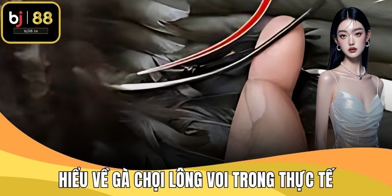 Hiểu về gà chọi lông voi trong thực tế