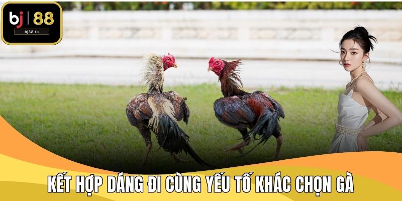Kết hợp dáng đi cũng các yếu tố khác chọn gà