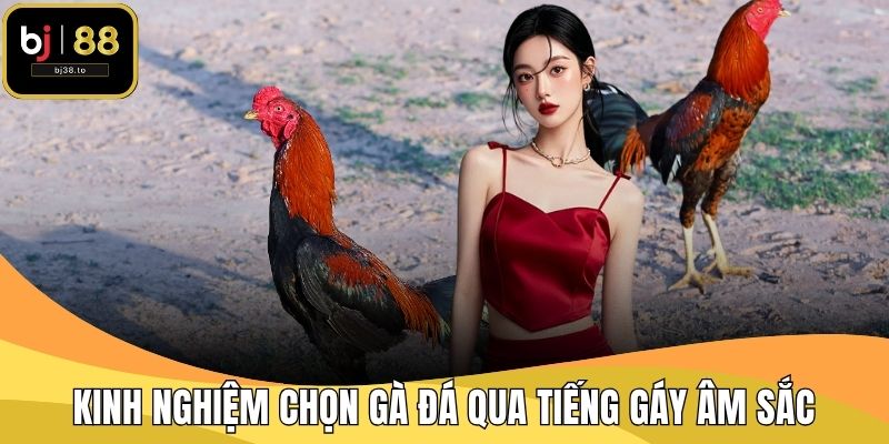 Kinh nghiệm chọn gà đá qua tiếng gáy âm sắc