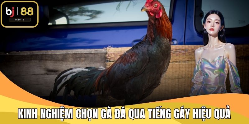 Kinh Nghiệm Chọn Gà Đá Qua Tiếng Gáy Hiệu Quả