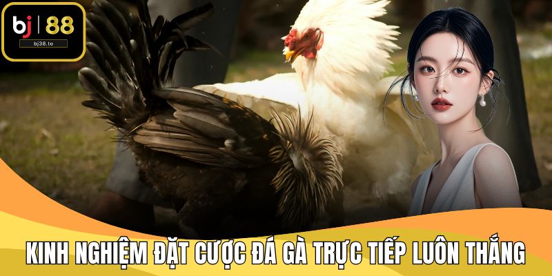 Kinh Nghiệm Đặt Cược Đá Gà Trực Tiếp Luôn Thắng