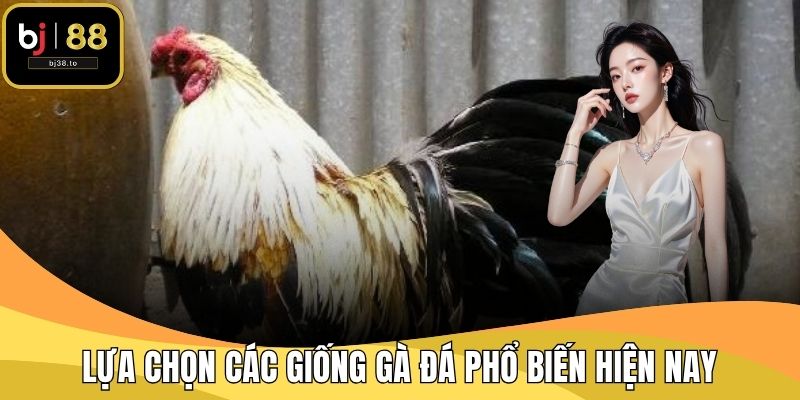 Lựa chọn các giống gà đá phổ biến hiện nay theo ngoại hình