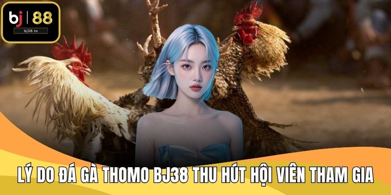 Lý do đá gà Thomo BJ38 thu hút hội viên tham gia