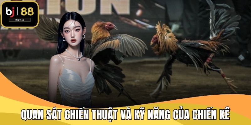 Quan sát chiến thuật và kỹ năng của chiến kê để đặt cược thông minh
