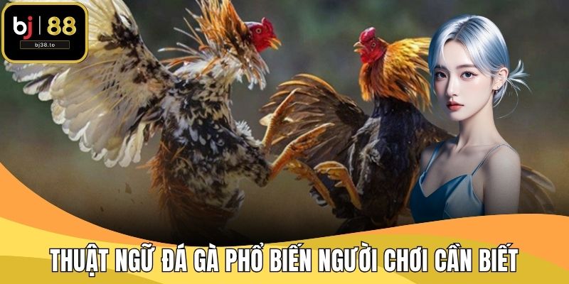 Thuật Ngữ Đá Gà Phổ Biến Người Chơi Cần Biết Tại BJ38