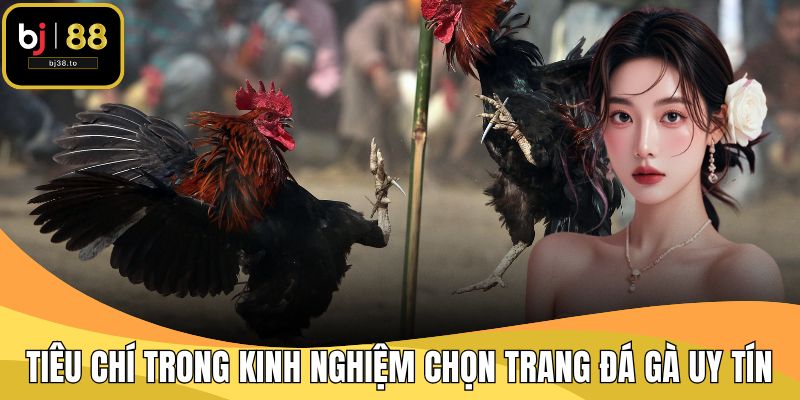 Tiêu chí trong kinh nghiệm chọn trang đá gà uy tín