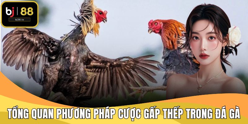 Tổng quan phương pháp cược gấp thếp trong đá gà