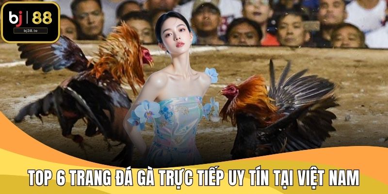 Top 6 Trang Đá Gà Trực Tiếp Uy Tín Tại Việt Nam