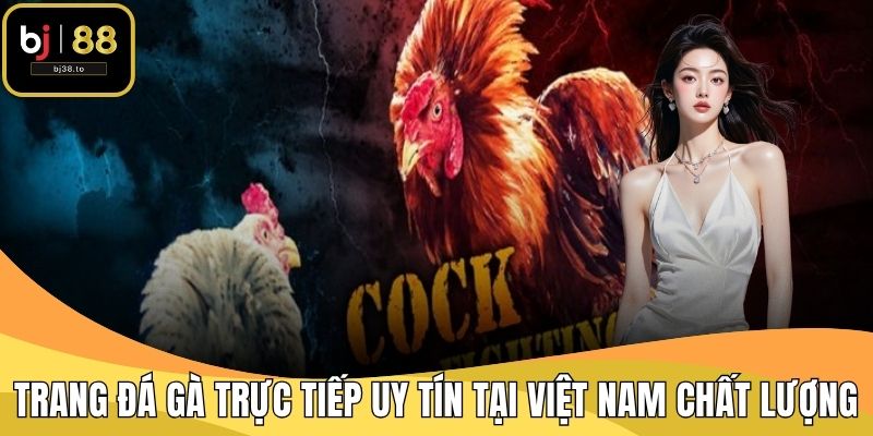 Trang đá gà trực tiếp uy tín tại Việt Nam được đánh giá chất lượng