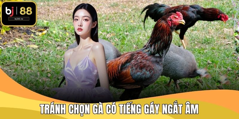 Tránh chọn gà có tiếng gáy ngắt âm